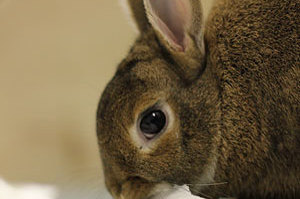 如果我的兔兔很愛亂咬亂鑽該怎麼辦？