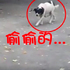 汪星人偷偷摸摸地「準備嚇」喵星人！接下來發生的事...讓牠這輩子不敢再這麼做了！