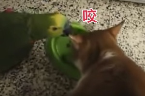 打擾喵皇吃飯，白目鸚鵡被爆氣喵皇打超扁.....網友表示：「這喵皇有練過XDDD」（影片）
