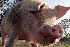 阿富汗舉國唯一一隻豬，連碰牠都被禁止，遊客千里迢迢跑來只爲見牠一面