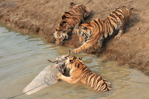 動物園疏忽導致氂牛誤入老虎區水池，氂牛被老虎圍攻搶救後不治身亡