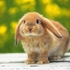 天啊！我的兔兔有跳蚤！到底該怎麼辦才好！！！！