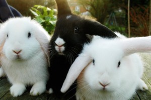原來我們可以跟兔兔一起玩！這幾招讓你跟兔兔玩得超開心！！！！