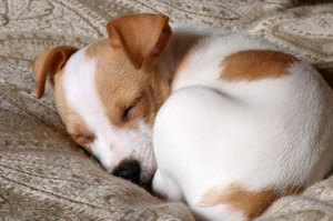 為什麼狗狗睡覺時喜歡捲成球狀？有兩種說法供你參考！