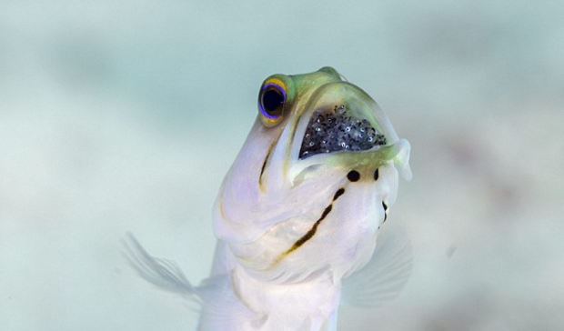 稱作 地球最強奶爸 都不夠 雄性黃頭顎魚把魚卵含口中保護 幾