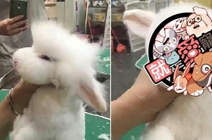 地表最萌！小兔子被「腦洞大開」的設計師剪毛...活生生變身為小綿羊！