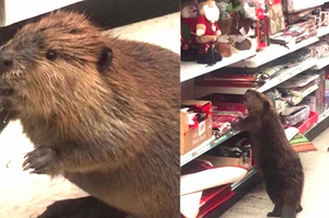 警方接獲報案，原來是「海狸」在店裡買聖誕節「交換禮物」，網友笑噴：「海狸也懂交換禮物！」（圖+影片）