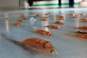 日本溜冰場「冰凍5000隻」海洋生物在腳下「像是在海上溜冰」，民眾激烈抨擊後關閉