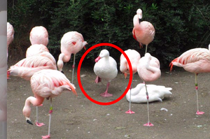 這群鳥中竟然藏了隻「鴨」，牠為了怕尷尬所以也「單腳站」......真的讓人笑到從椅子上摔下去！！