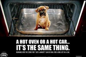 大家都必須知道！別再把狗狗單獨留車內！夏天車內溫度高宛如烤箱，關鍵3招教你遇到這種緊急情況可以這麼做！