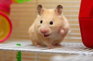你了解你的鼠鼠嗎？教你14招告訴你他在說什麼！