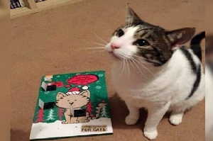 貓咪收到聖誕包裹，郵差叔叔卻不讓牠領，原因卻讓網友笑噴：何苦為難一隻貓！