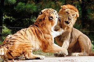 獅子和老虎哪個更厲害？燙頭髮的還是比不過紋身的！