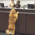 超萌！黃金獵犬死死霸佔銀行櫃檯「堅持不走」：各位漂釀的姊姊請問餅乾要怎麼提領？