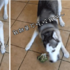 哈士奇根本小屁孩，對著花椰菜發瘋讓主人超無奈：「該死的，月月！吃你的蔬菜啊！」
