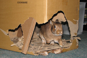 為親愛的兔兔做一個紙城堡吧！