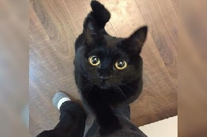 「今天可以開罐罐嗎？」小黑貓獲救後，不停在主人身邊撒嬌「求關注」！