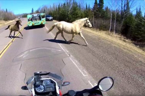 真少見！機車騎士在馬路上突然停車，因為眼前野馬奔騰而過！