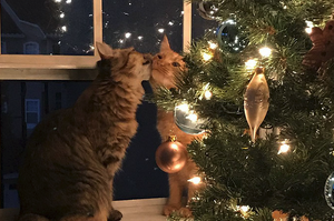 快被閃瞎了～這兩隻貓咪黏噠噠！牠們聖誕樹旁接吻的照片造成國外貓奴轟動！