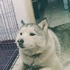 兩隻哈士奇相處幾天後，原本文靜乖巧的哈士奇...徹底被帶歪啦！