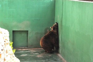 貼在角落望著天空發呆...動物園棕熊住在水泥空間內，無聊到只能仰天哀嚎...