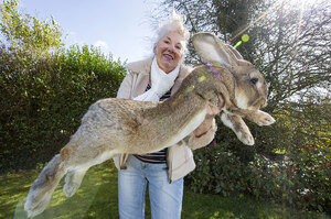 頭好壯壯！世界第一巨兔寶座恐不保？