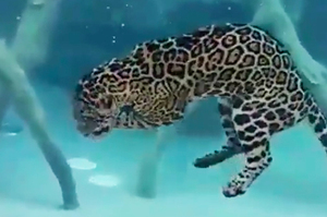 豹會游泳不稀奇！「超長時間潛水」讓人超驚嘆！影片已達2319萬人觀看！！
