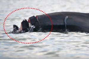 超強自癒力！這隻海豚被割10公分傷口命在旦夕，沒想到1年後…（附影片)