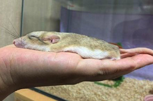 網友家養了一隻倉鼠，只要睡在主人手上...哎呀！變成「鼠餅」了！(ㆆᴗㆆ)
