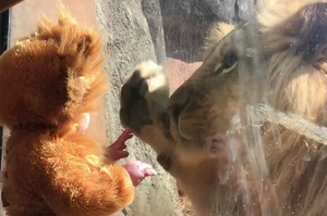 小baby穿著獅子裝到動物園見獅子，獅子又好奇又困惑的樣子惹人憐愛！（影片）