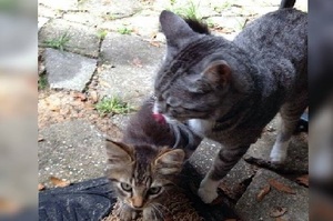 「媽媽這是我男朋友！」貓咪出門散步後竟咬回一隻小貓「強迫」主人收編！