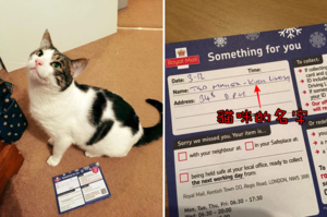 貓咪收到聖誕禮物無法簽收，因為「沒有身分證」證明是本人