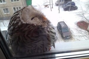 意外訪客！窗邊「側躺」一隻貓頭鷹，男子上前一看發現...貓頭鷹竟然睡著了~