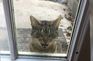 一大早就看到貓咪「熟練的」拍門要進屋，屋主笑哭：是可以讓你進來啦...但你不是我的貓阿QQ