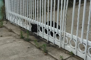 卡在欄杆的小貓眼看已經奄奄一息...路人見狀上演即刻救援