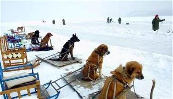 雪橇犬長時間工作累倒在雪地 看完還忍心搭雪橇嗎 I