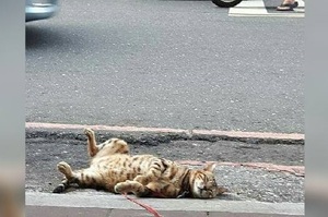 車禍？新北蘆洲國小旁一隻貓咪昏倒在馬路旁...走上前關注後瞬間笑噴！