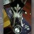 吃飯時間一到，這隻二哈討飯的「兇狠眼神」.....網友表示：「不給牠，會被殺掉的>