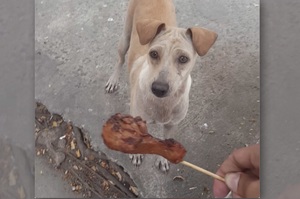 拿食物給瘦弱的浪浪後牠竟然不吃，網友跟在牠後頭....竟然看到了史上最暖心的畫面！（影片）