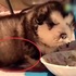 雪橇犬變成「雪橇豬」！小雪橇犬在奶奶的餵食下「小腹」都爆出來啦.....網友完全笑噴！（影片）