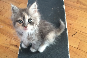 這是搶劫！貓咪霸佔了男子的滑板，一臉無辜：帶我走吧？