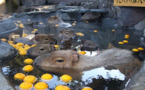 人生就是要泡湯阿 這間動物園的水豚靠泡湯爆紅 網友全融化