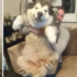 超狂小三！阿拉斯加犬緊緊黏著 「男朋友」，不讓主人的女友接近！