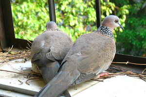 斑鳩在自家窗台築巢，超暖心網友收留了牠們一家並且看到最暖心的一幕....真的令人超感動！