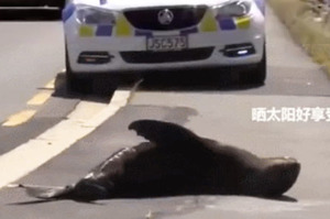 這隻小海豹沒事爬上公路曬太陽，警察只好天天來這裡「勸牠」(附影片）