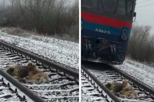 狗狗在鐵軌上受重傷動不了，牠的同伴在火車經過時都會衝上鐵軌保護朋友....真的超感人！（影片）