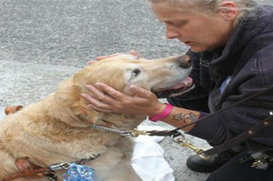 導盲犬為了保護主人...竟然如此不顧危險！看完真的超級感動