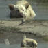 僅喝泥水求生！可憐白狗慘遭惡質飼主拋棄，拋棄地點竟是一望無際的沙漠！