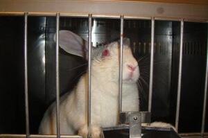 《反動物實驗》「所謂製造美麗的實驗室是我們的黑暗墳場！」一隻大白兔死前的沉重告白，希望下一代不再承受地獄般的苦痛！