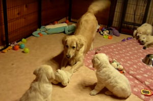 「這些都是我的孩子耶!!!」黃金獵犬馬麻看到自己孩子興奮的模樣....真的讓人完全融化！（影片）